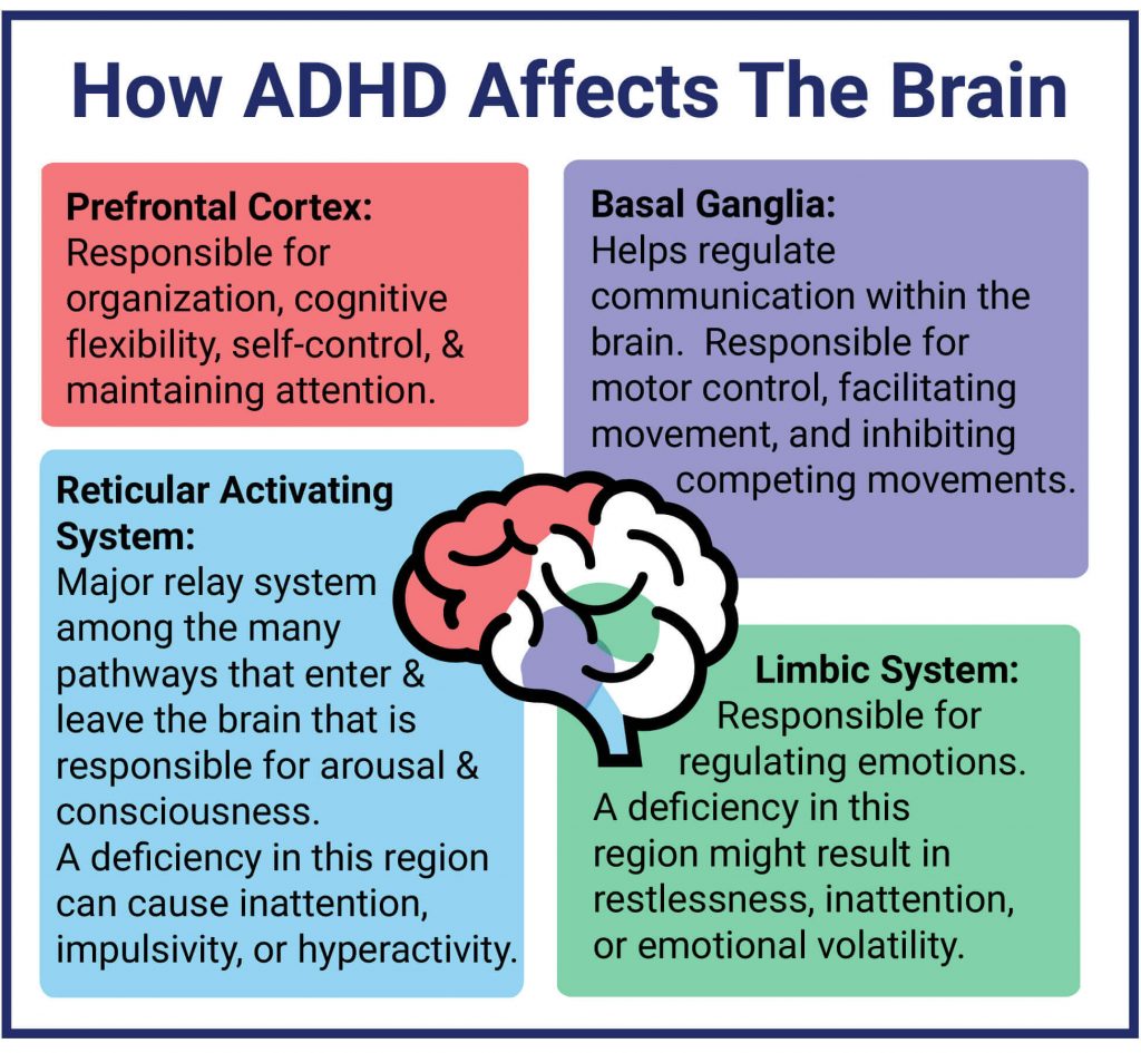 How ADHD Affects The Brain 1024x945 